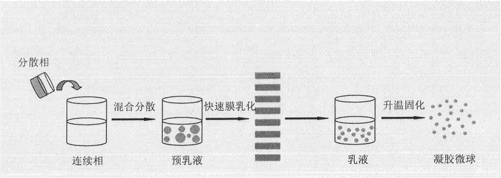 Self-solidified microspheres and preparation method and application thereof