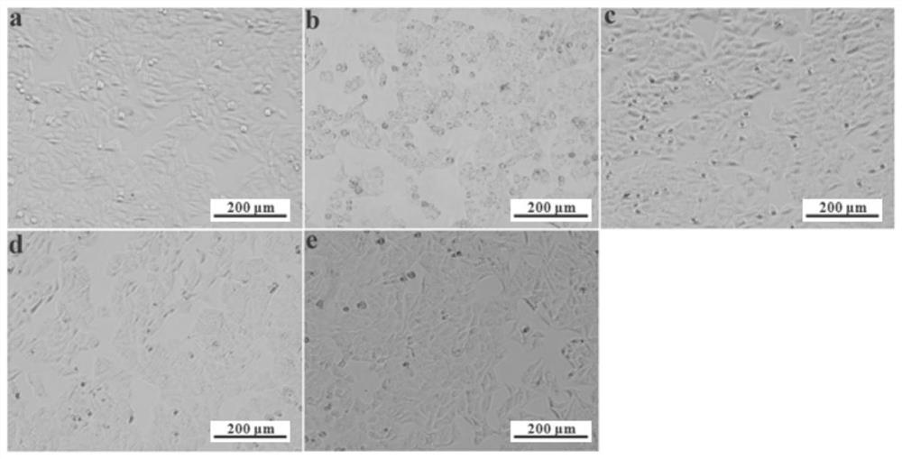 Preparation method and antioxidant application of bean taro leaf water extract