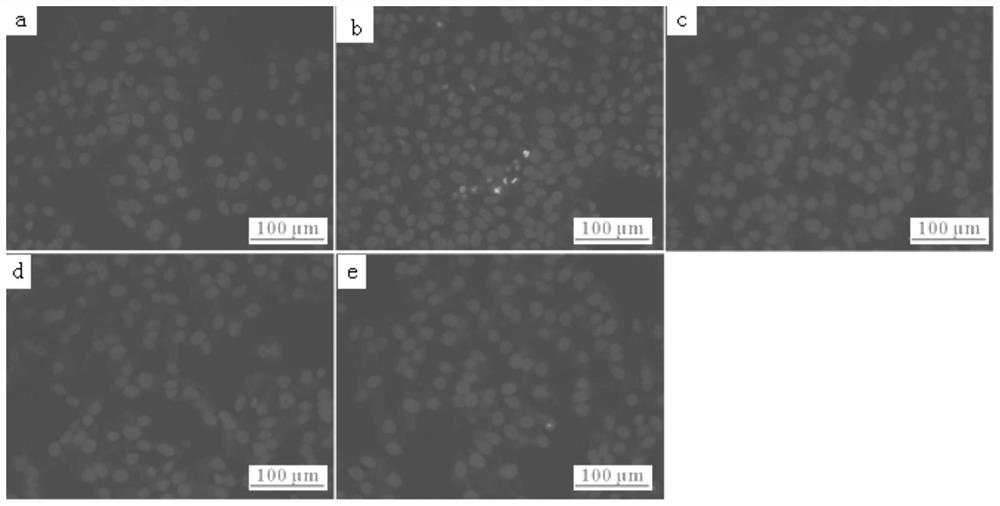 Preparation method and antioxidant application of bean taro leaf water extract