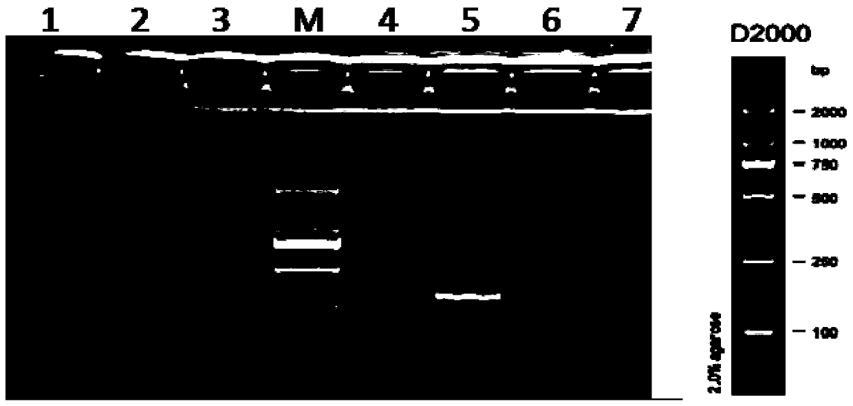 A kind of Clostridium gordii specific PCR detection primer and method