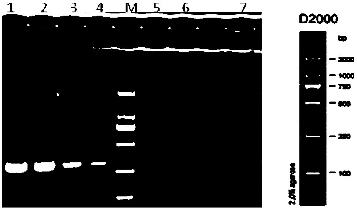 A kind of Clostridium gordii specific PCR detection primer and method