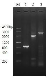 Construction and application of PhoPR gene overexpressed BCG strain ...