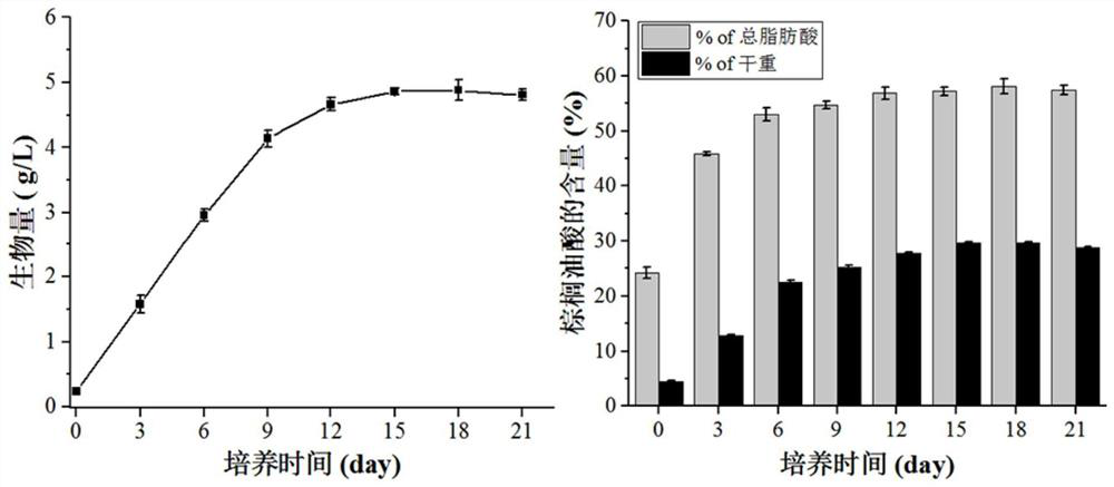 A method for producing palmitoleic acid by utilizing microalgae of the class Euophthora