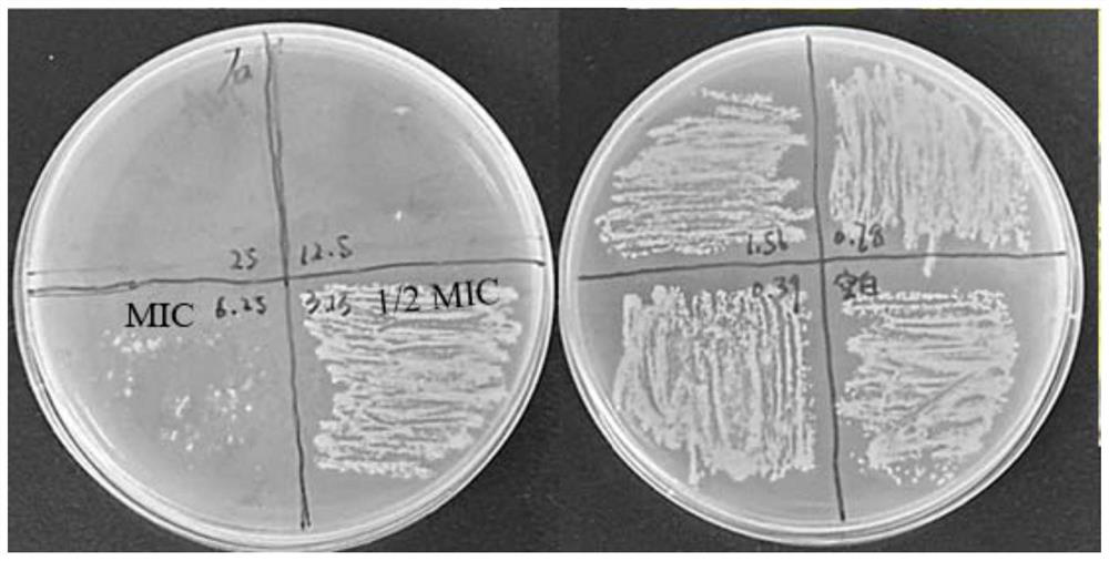 A combined antibacterial substance containing water extract of pomegranate peel and water extract of Zanthoxylum bungeanum