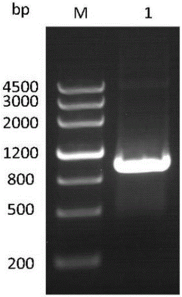 CBLB502-Fc fusion protein and preparation method thereof