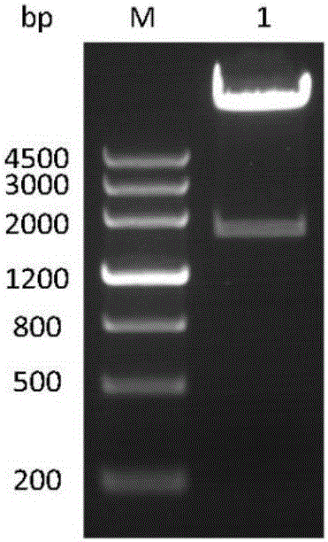 CBLB502-Fc fusion protein and preparation method thereof