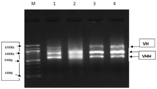 Single-domain antibody combined with immune globulin, anti-avian-influenza single-domain antibody, bifunctional antibody and application thereof