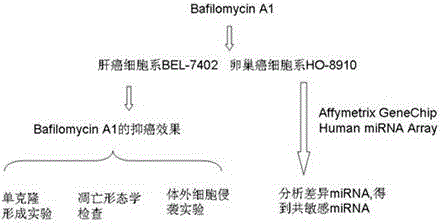 Micro RNA related to BafilomycinA1 liver cancer and ovarian cancer inhibition cell line