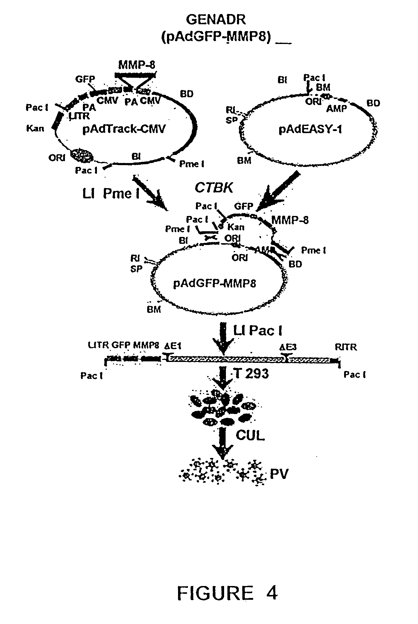 Recombinant adenoviral vectors and their utility in the treatment of various types of fibrosis: hepatic, renal, pulmonary, as well as hypertrophic scars