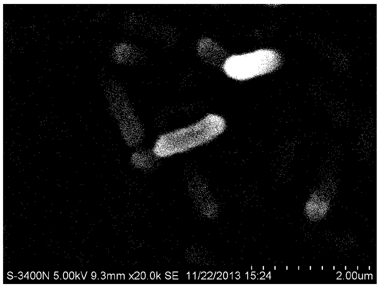 A high-efficiency degradation bacterium s1 of lignocellulosic substances and its application