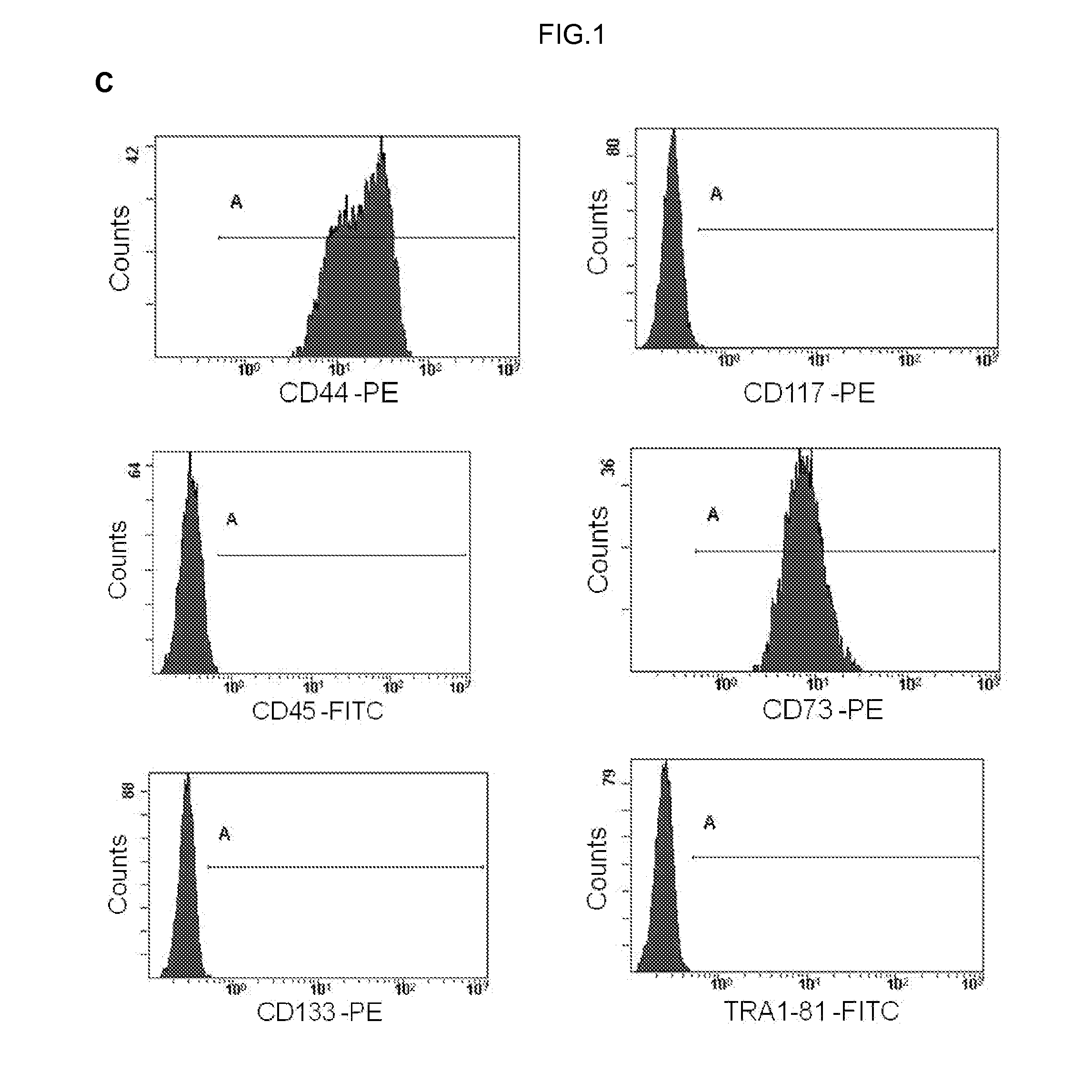 Human uterine cervical stem cell population and uses thereof