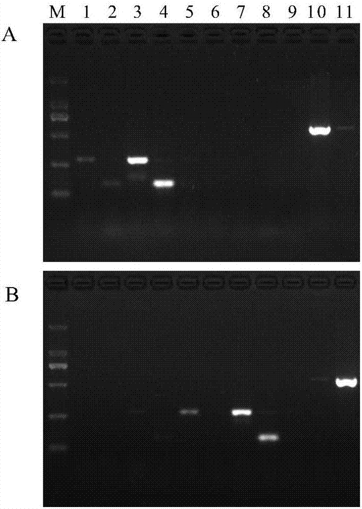 Functional marker AS-ALS for anti-imazethapyr herbicide genotype detection and application of functional marker AS-ALS
