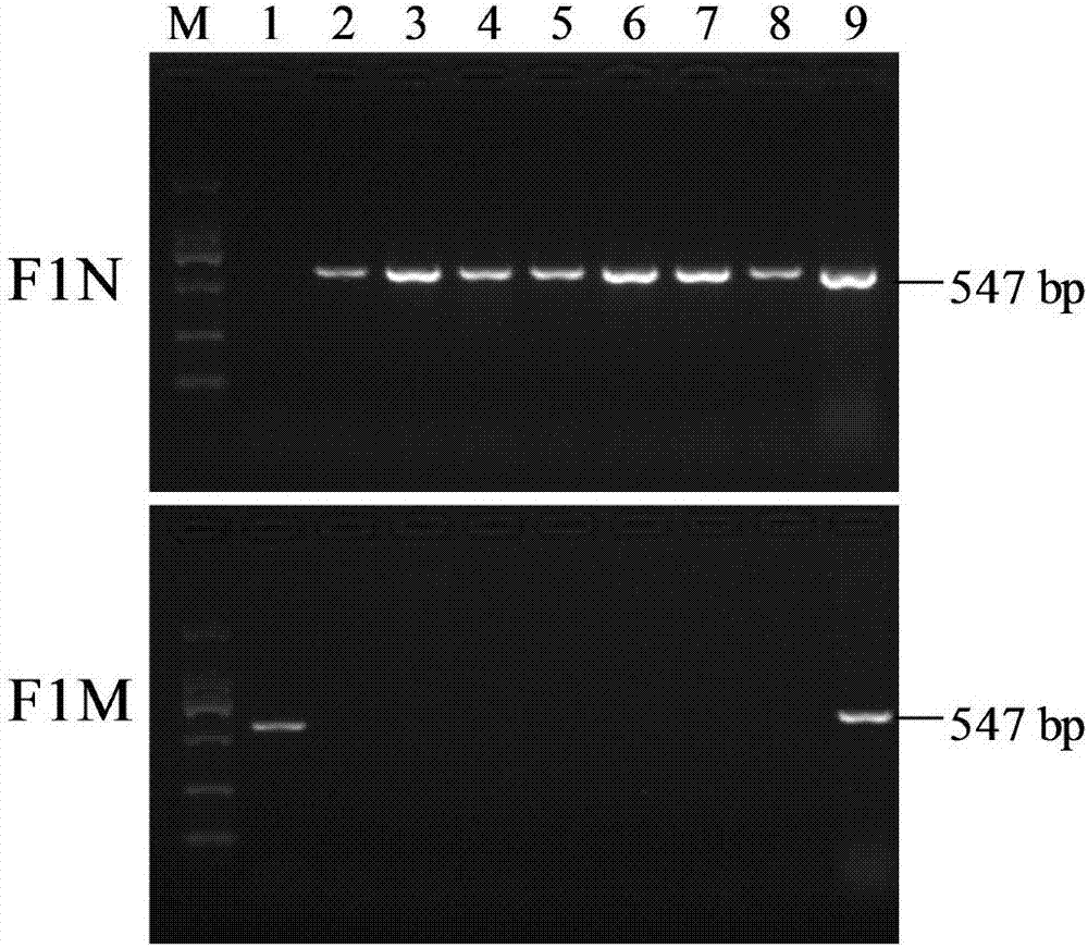 Functional marker AS-ALS for anti-imazethapyr herbicide genotype detection and application of functional marker AS-ALS