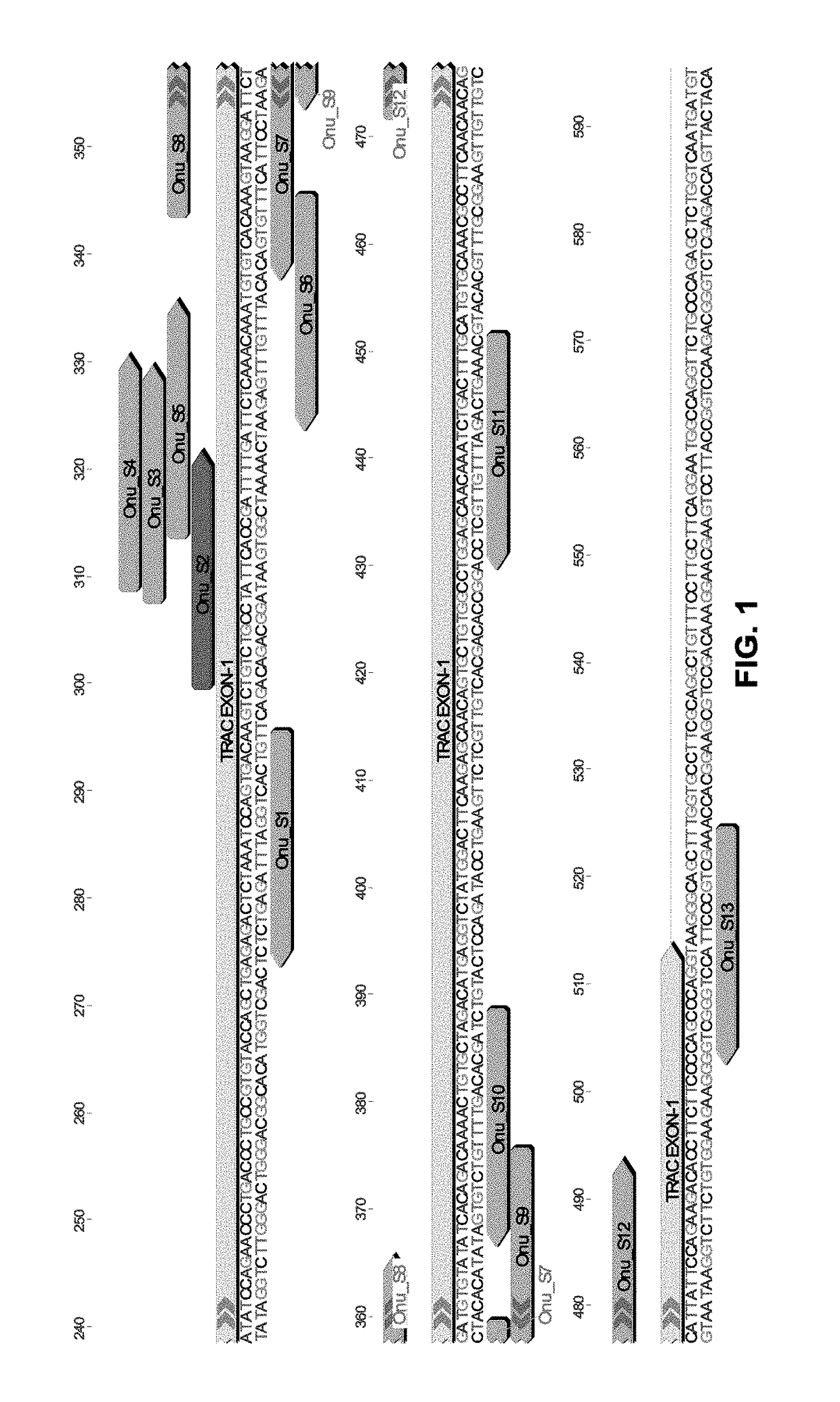 LAGLIDADG homing endonuclease cleaving the T cell receptor alpha gene and uses thereof
