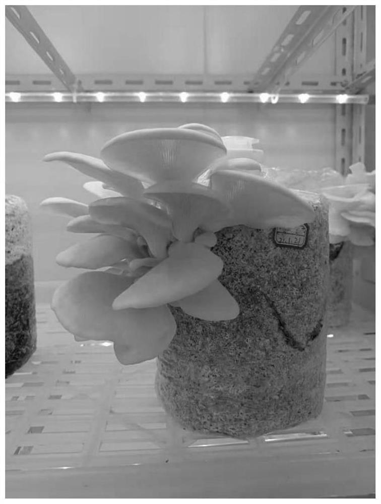 White pleurotus pulmonarius and cultivation method thereof