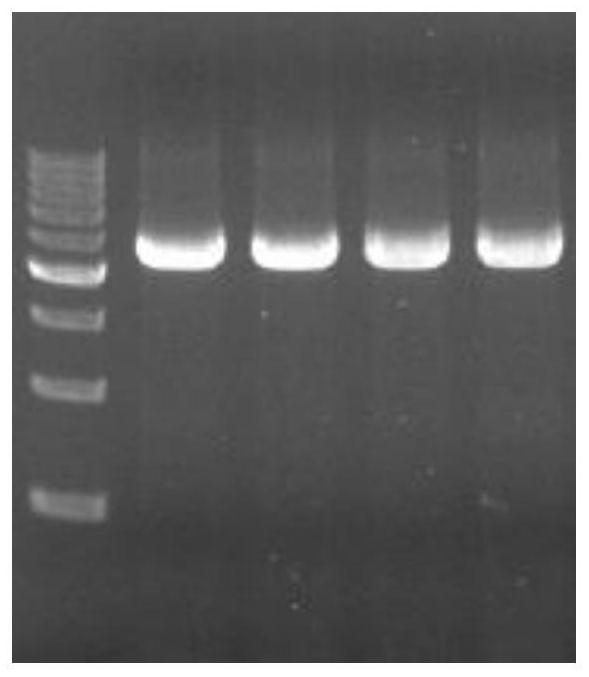 Application of vitreoscilla hemoglobin in improving expression quantity of cephalosporin C acylase