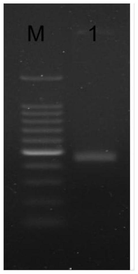 Application of vitreoscilla hemoglobin in improving expression quantity of cephalosporin C acylase