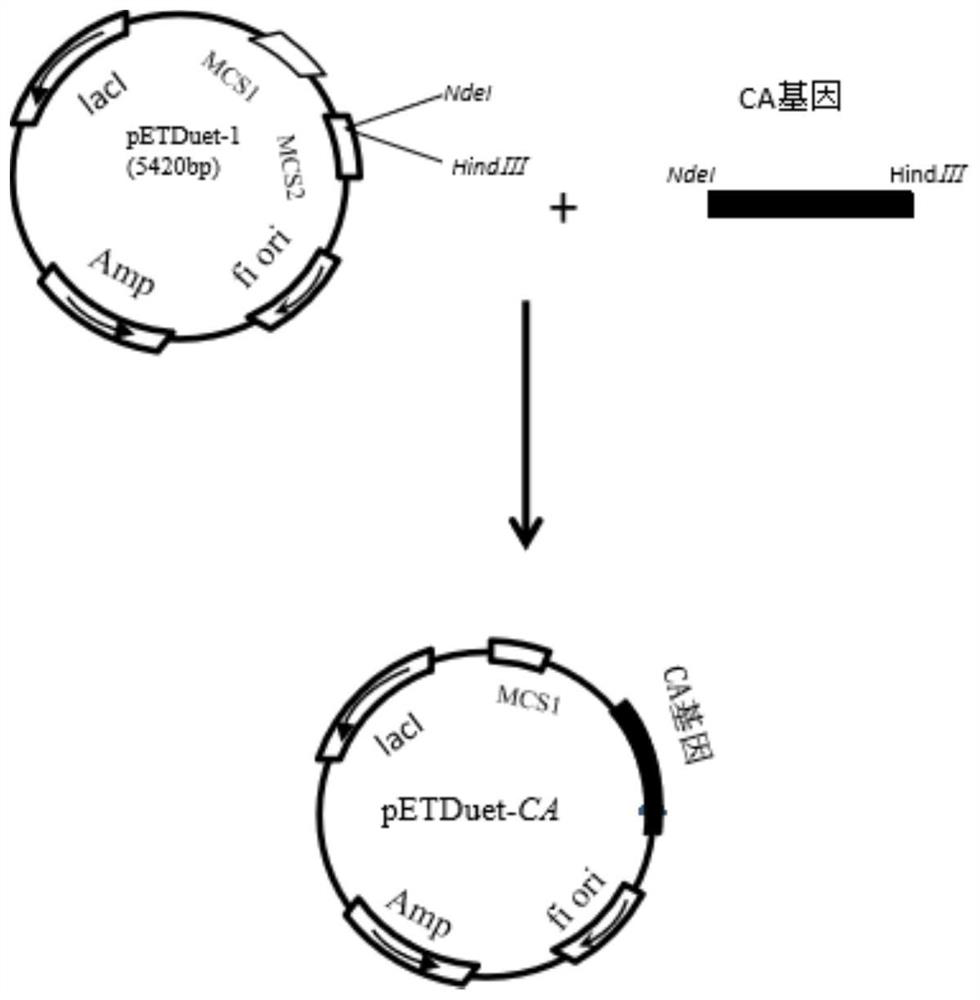 Application of vitreoscilla hemoglobin in improving expression quantity of cephalosporin C acylase