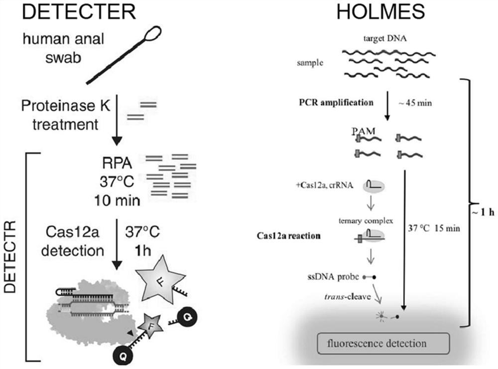 Detection method based on Cas protein