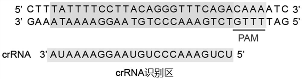 Detection method based on Cas protein