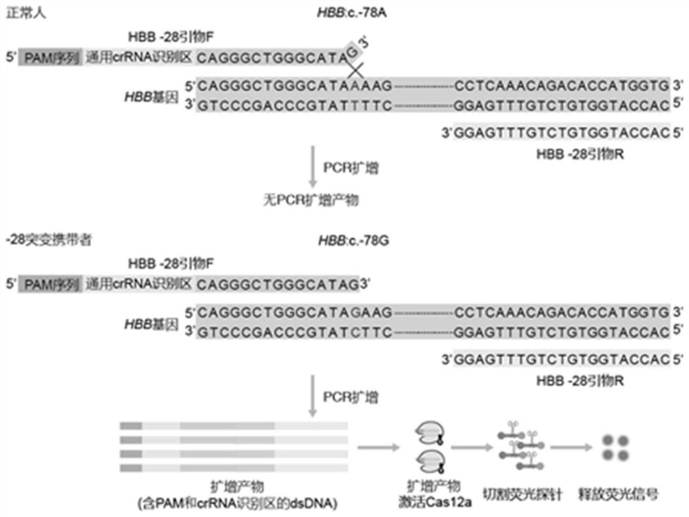 Detection method based on Cas protein