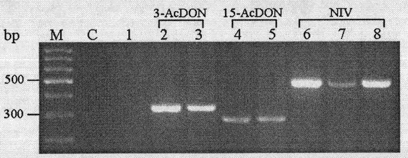 Molecular identification method of trichothecene type-B toxins of fusarium