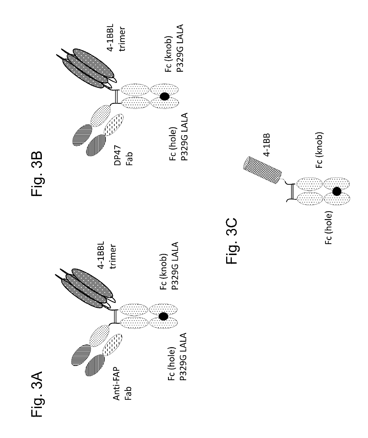 Tumor necrosis factor (TNF) family ligand trimer-containing antigen binding molecules
