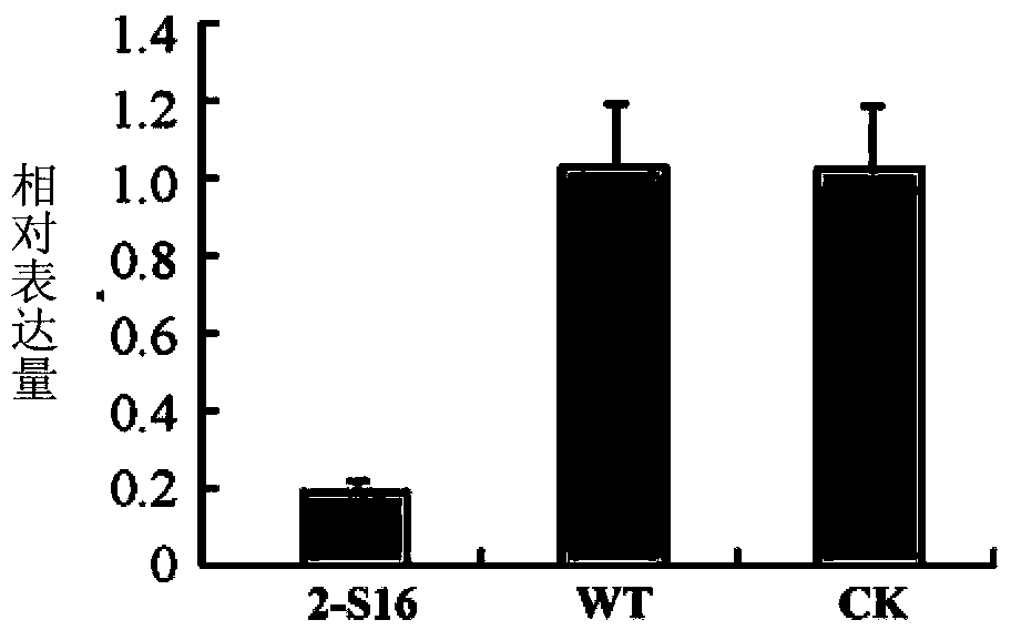 Carnitine acyl transferase PCCAT2 derived from phytophthora capsici, as well as coding gene and application thereof