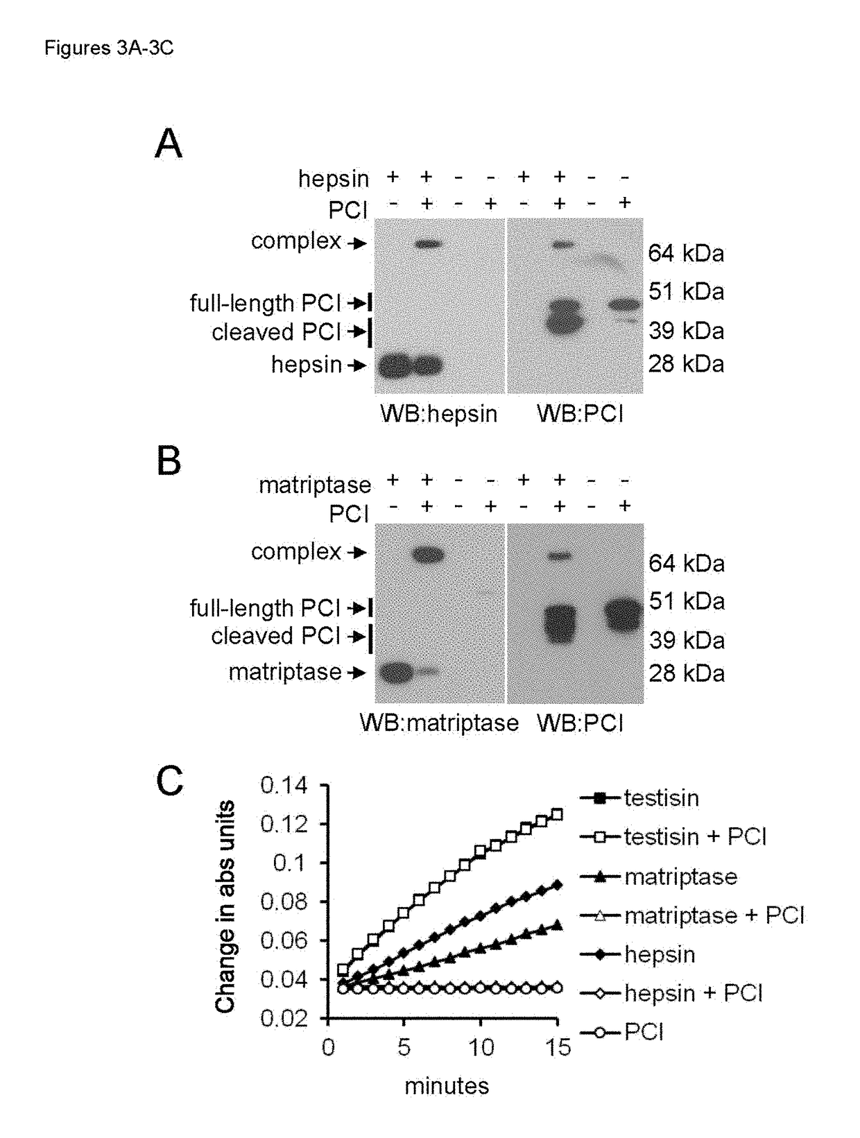 Engineered anthrax protective antigen proteins for cancer therapy