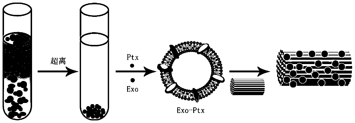 Exosome drug carrying system and applications thereof in spinal cord injury repairing