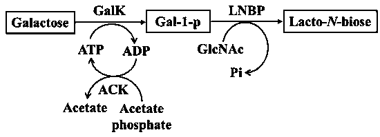Method for synthesizing galacto-N-biose