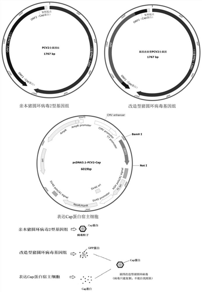 Porcine circovirus gene modified attenuated strain as well as construction method and application thereof