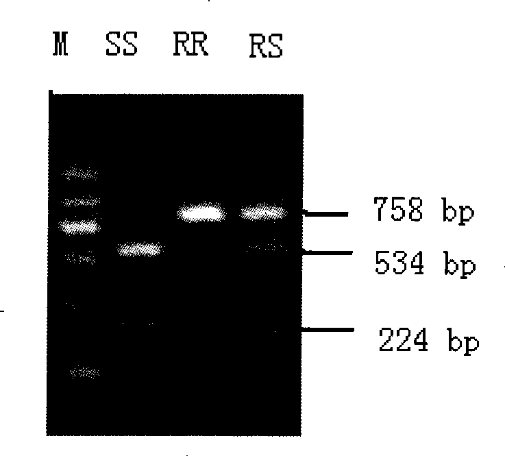 Molecule detection method for triazophos target resistance in rice borer