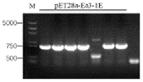 Multivalence recombinant protein vaccine for chicken coccidiosis, and preparation method and application of multivalence recombinant protein vaccine for chicken coccidian