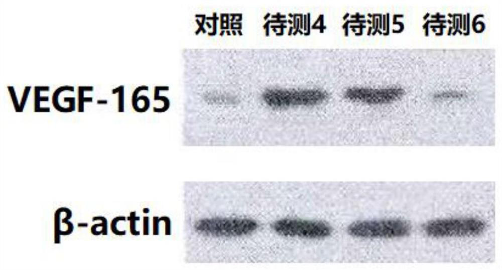 A kind of vegf-165 activator and its application for promoting stem cell differentiation