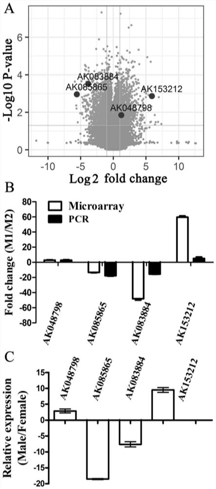 Application of lncRNA to regulate macrophage polarization in viral myocarditis