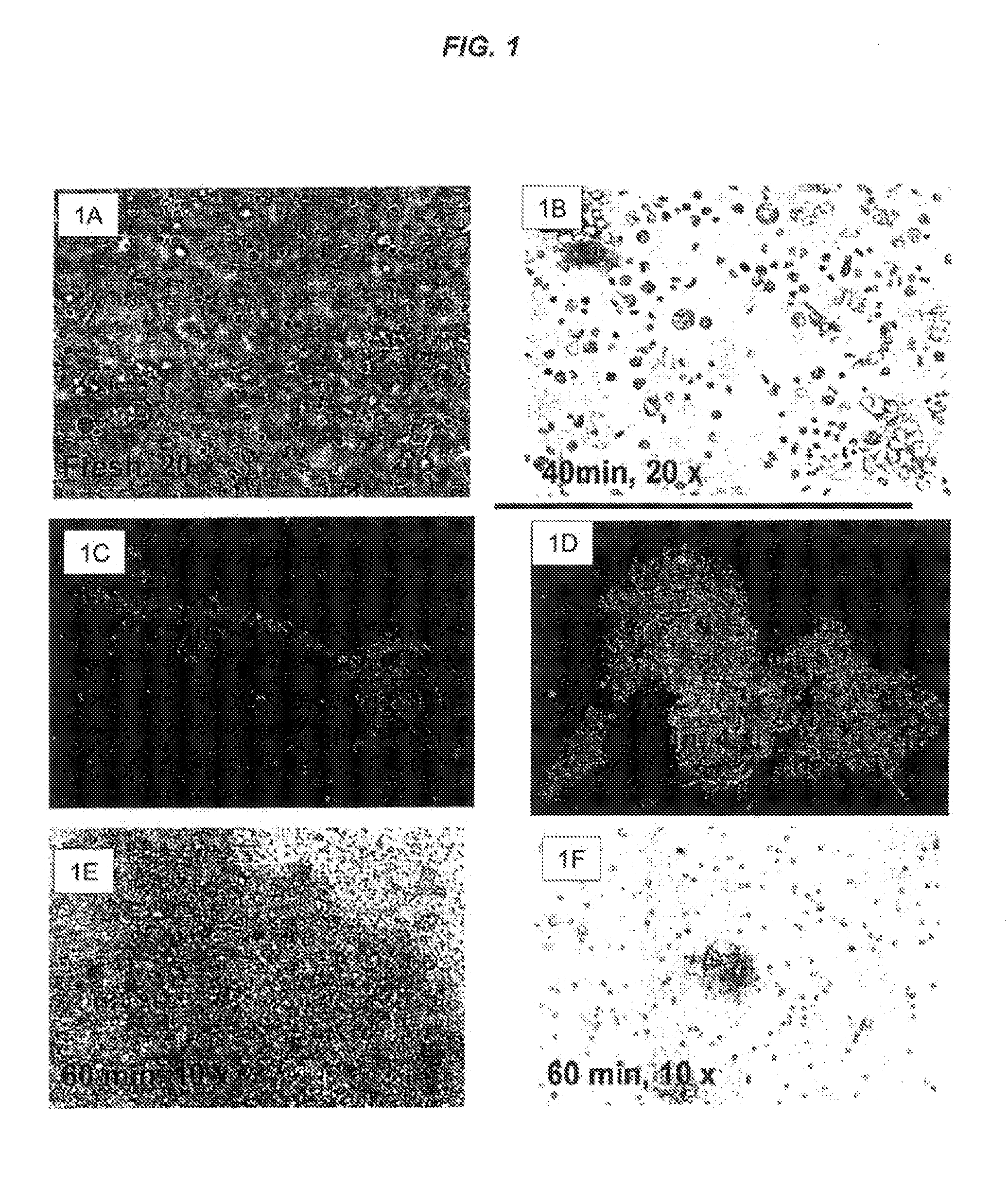 Methods for preventing aggregation of adipose stromal cells