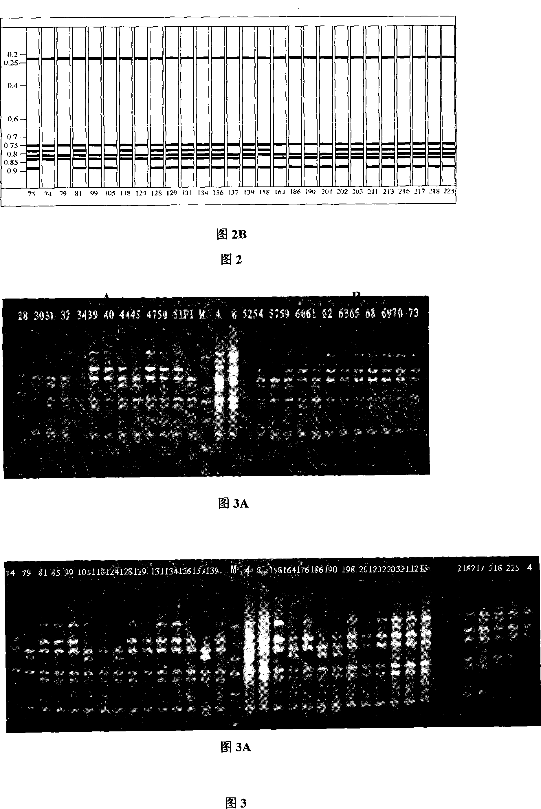 Method for producing cordycepin, breeding of high production cordyceps militaris link bacterial strain BYB-08 and application