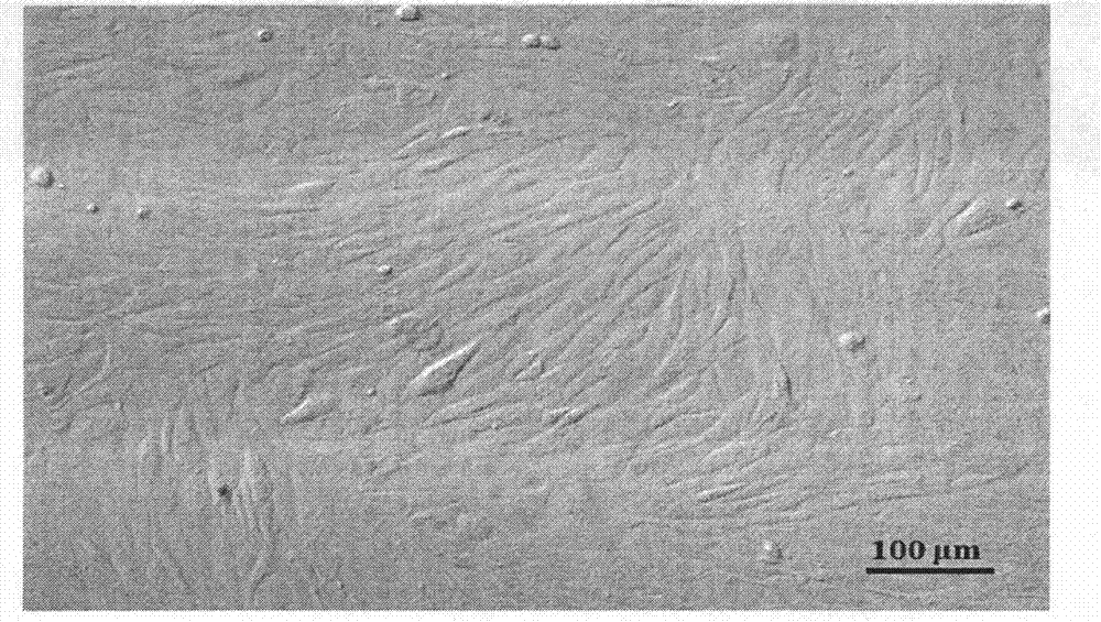 Method for screening bovine nuclear transplantation donor cells by using antioxidant