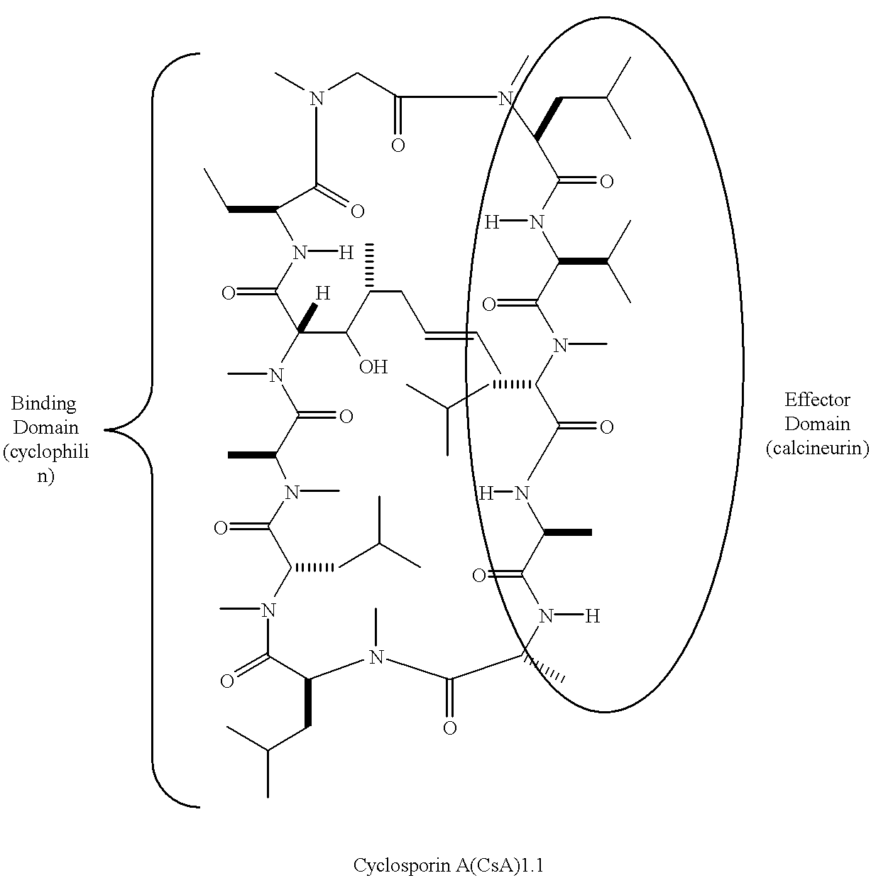 Cyclosporin a conjugates and uses therefor