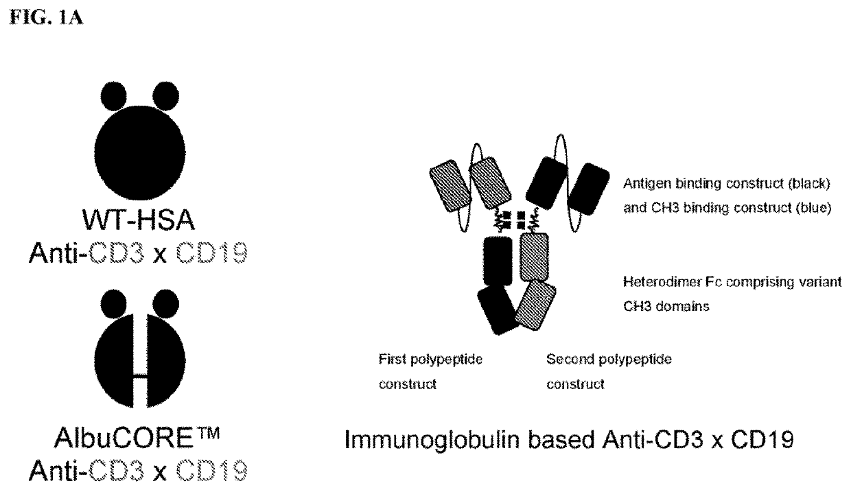 Bispecific Asymmetric Heterodimers Comprising Anti-CD3 Constructs