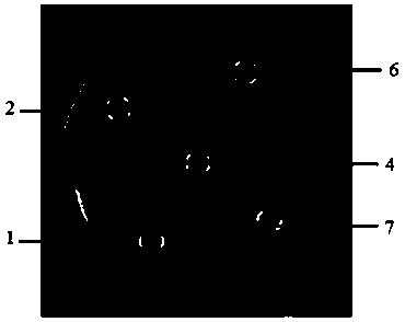 Bacterium inhibiting feed and preparation method and application thereof