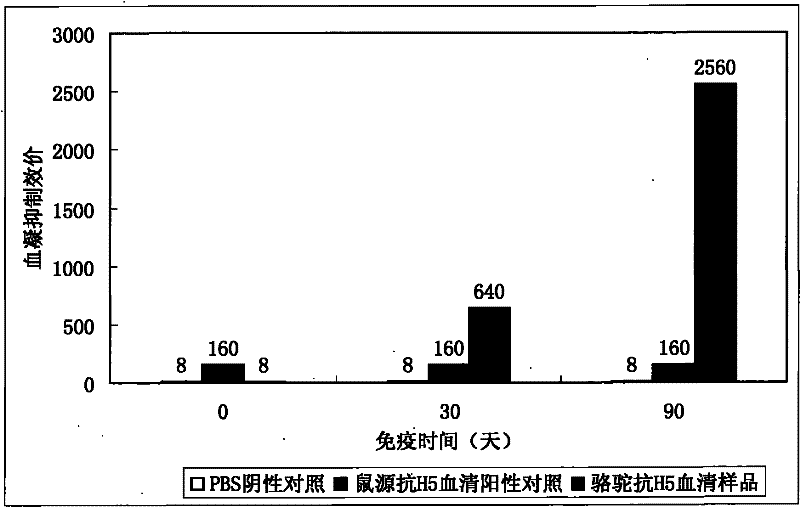 Anti-H5N1 type bird flue virus vicuna VHH heavy chain antibody as well as preparation method and application thereof