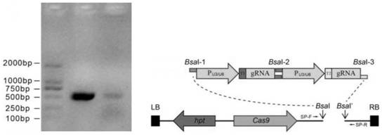 The application of rca gene of Orchid variegata and its vector construction method