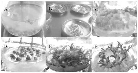 The application of rca gene of Orchid variegata and its vector construction method