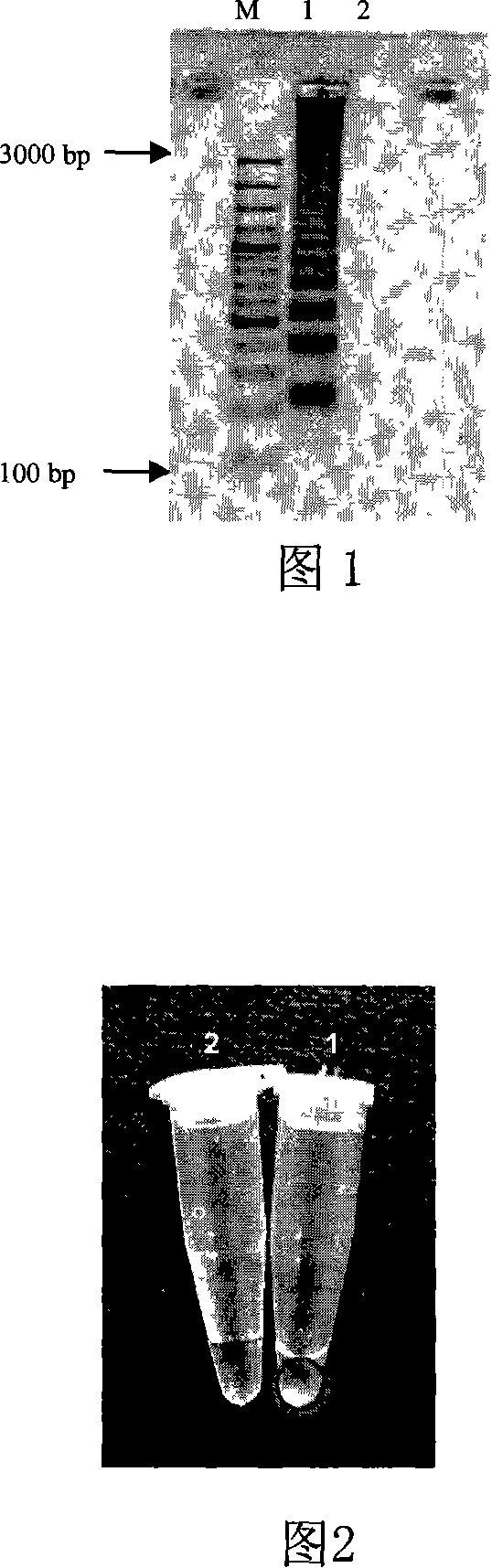 Method for detecting vibrio parahaemolyticus