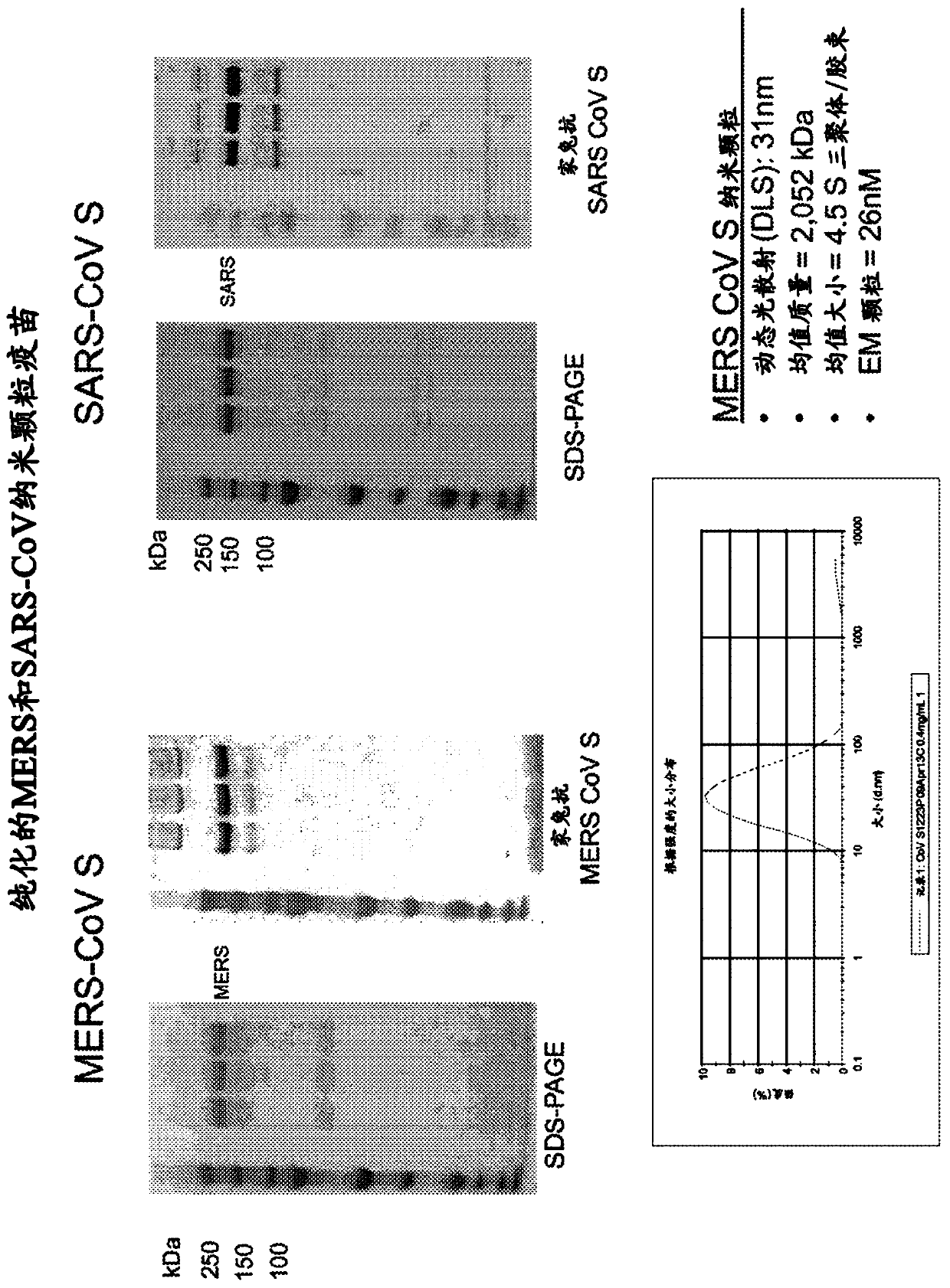 Immunogenic Middle East respiratory syndrome coronavirus (mers-cov) compositions and methods