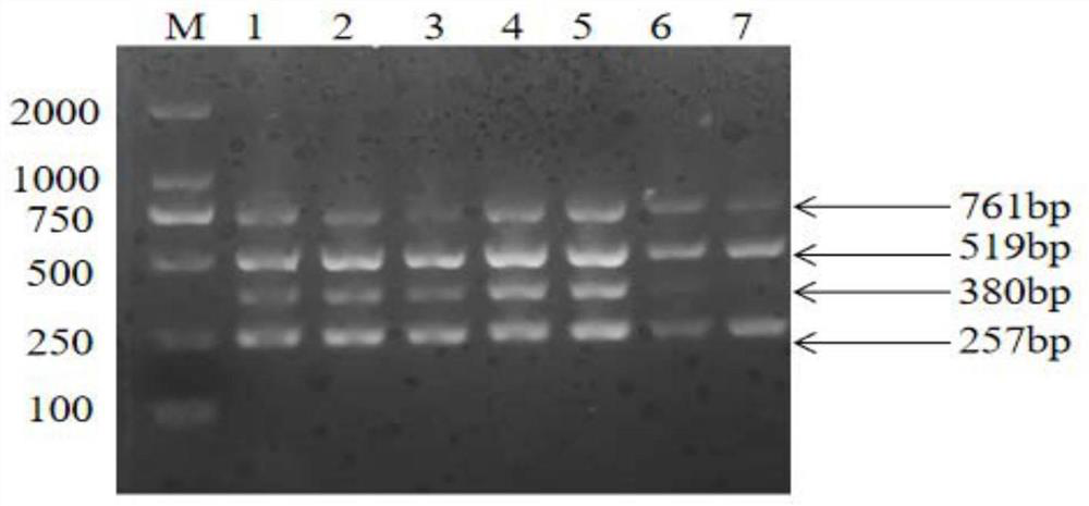 Multiplex PCR rapid detection kit and primer group for common feline viruses