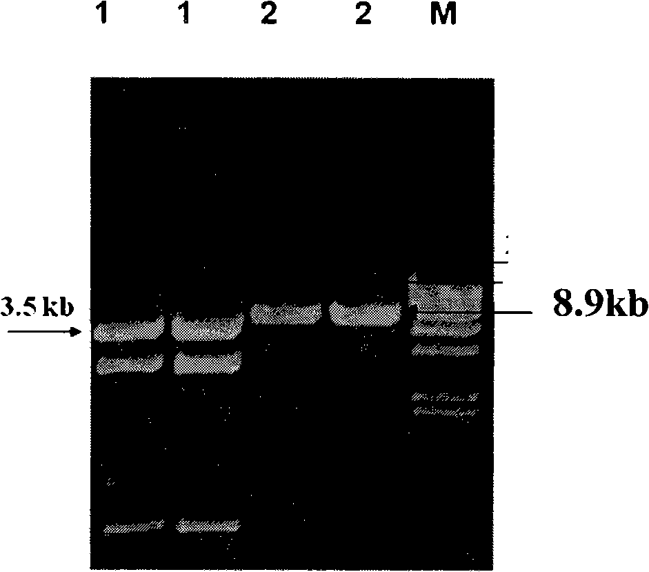 RNA interference vector and use thereof