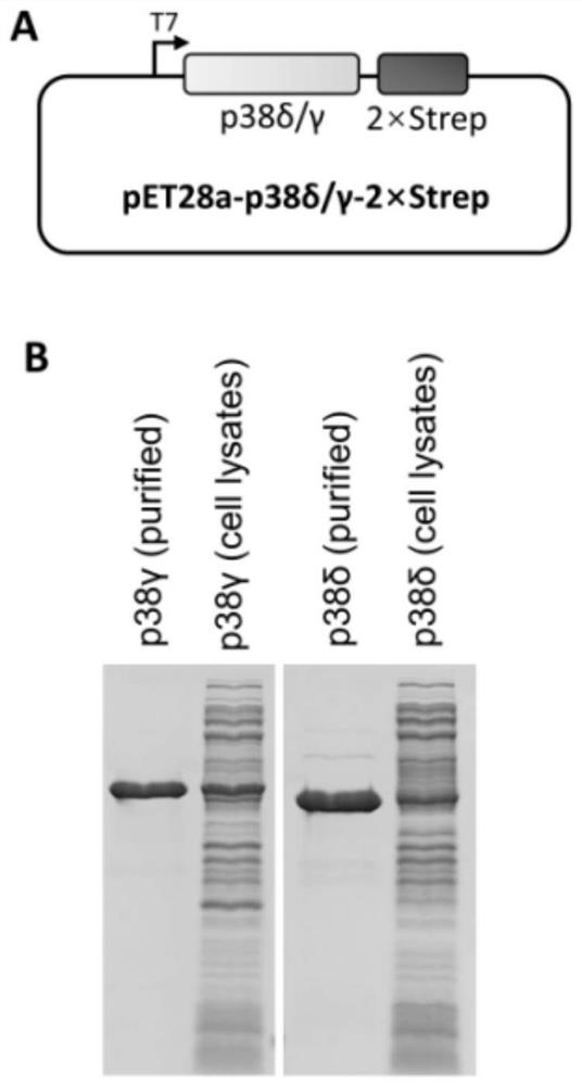 Nanometer antibody specifically binding to protein kinase p38delta, nucleic acid, expression vector, host cell and application thereof